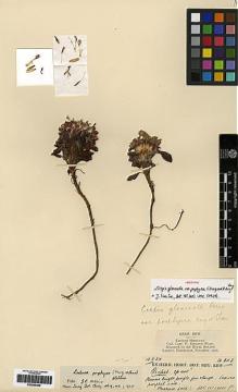 Type specimen at Edinburgh (E). Kingdon-Ward, Francis: 6113. Barcode: E00265468.