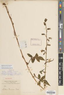 Type specimen at Edinburgh (E). Forrest, George: 3081. Barcode: E00265471.