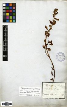 Type specimen at Edinburgh (E). Martius, Carl: . Barcode: E00265479.