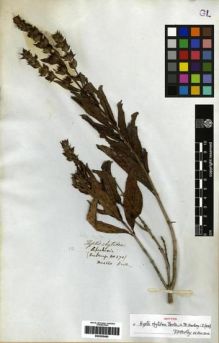 Type specimen at Edinburgh (E). Hartweg, Karl: 170. Barcode: E00265480.