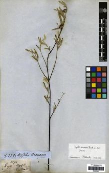 Type specimen at Edinburgh (E). Gardner, George: 3390. Barcode: E00265493.