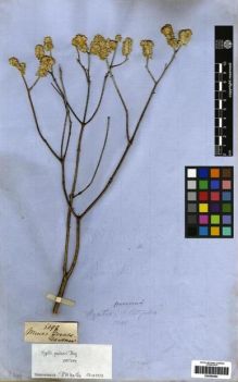 Type specimen at Edinburgh (E). Gardner, George: 5099. Barcode: E00265494.