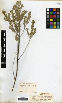 Type specimen at Edinburgh (E). Sellow, Friedrich: . Barcode: E00265495.