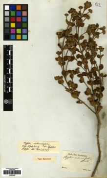 Type specimen at Edinburgh (E). Sellow, Friedrich: . Barcode: E00265497.