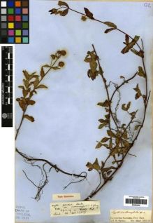 Type specimen at Edinburgh (E). Spruce, Richard: . Barcode: E00265502.