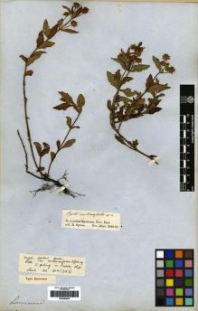 Type specimen at Edinburgh (E). Spruce, Richard: . Barcode: E00265503.