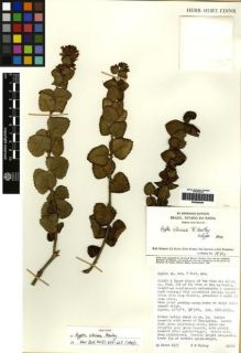 Type specimen at Edinburgh (E). Harley, R.M.; Mayo, S.J.; Storr, R.M.; Santos, T.S. & Pinheiro, R.S.: 19701. Barcode: E00265504.