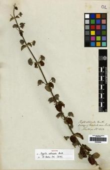 Type specimen at Edinburgh (E). Hartweg, Karl: 1322. Barcode: E00265505.