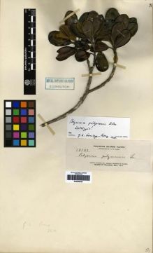 Type specimen at Edinburgh (E). Elmer, Adolph: 13187. Barcode: E00265532.