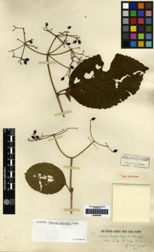 Type specimen at Edinburgh (E). Garrett, H.: 102. Barcode: E00265536.