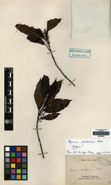 Type specimen at Edinburgh (E). Pancher, Jean: . Barcode: E00265565.
