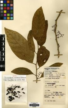 Type specimen at Edinburgh (E). Lawrence, Alexander: 522. Barcode: E00265580.