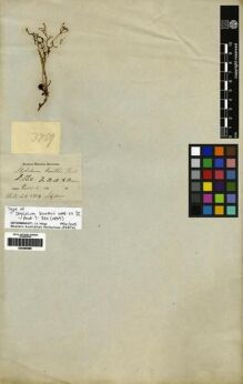 Type specimen at Edinburgh (E). Wallich, Nathaniel: 3759. Barcode: E00265596.