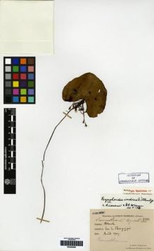 Type specimen at Edinburgh (E). Esquirol, Joseph: 2532. Barcode: E00265598.