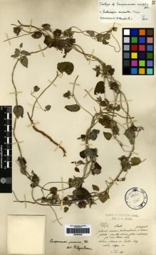 Type specimen at Edinburgh (E). Maire, Edouard-Ernest: . Barcode: E00265620.