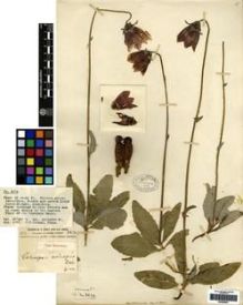 Type specimen at Edinburgh (E). Forrest, George: 2674. Barcode: E00265621.