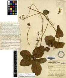 Type specimen at Edinburgh (E). Forrest, George: 16856. Barcode: E00265625.