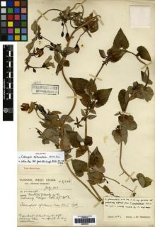 Type specimen at Edinburgh (E). Forrest, George: 6258. Barcode: E00265632.