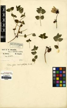 Type specimen at Edinburgh (E). Wilson, Ernest: 2381. Barcode: E00265636.