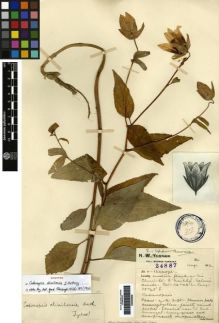 Type specimen at Edinburgh (E). Forrest, George: 24887. Barcode: E00265639.