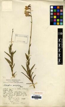 Type specimen at Edinburgh (E). Forrest, George: 3860. Barcode: E00265646.