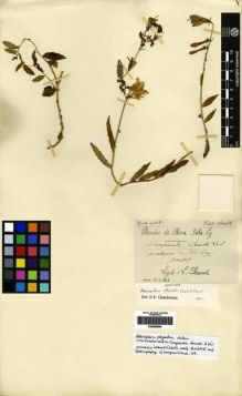 Type specimen at Edinburgh (E). Chanet, Louis: 426. Barcode: E00265664.