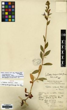 Type specimen at Edinburgh (E). Forrest, George: 3868. Barcode: E00265700.