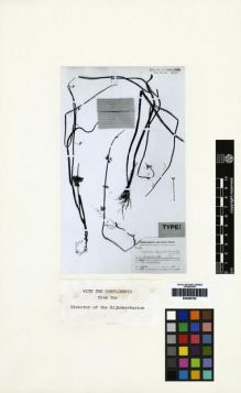 Type specimen at Edinburgh (E). Handel-Mazzetti, Heinrich: 11967. Barcode: E00265705.