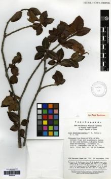 Type specimen at Edinburgh (E). Sino-American Botanical Expedition (1980): 1554. Barcode: E00265706.