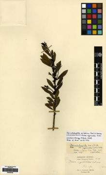 Type specimen at Edinburgh (E). Cavalerie, Pierre: 579. Barcode: E00265709.