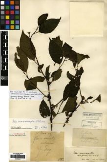 Type specimen at Edinburgh (E). Esquirol, Joseph: . Barcode: E00265736.