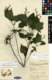 Type specimen at Edinburgh (E). Forrest, George: 17574. Barcode: E00265766.