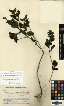 Type specimen at Edinburgh (E). Handel-Mazzetti, Heinrich: 5351. Barcode: E00265768.