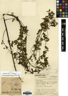 Type specimen at Edinburgh (E). Forrest, George: 26973. Barcode: E00265771.