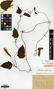 Type specimen at Edinburgh (E). Bodinier, Emile: 1318. Barcode: E00265778.