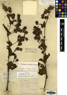 Type specimen at Edinburgh (E). Cavalerie, Pierre: 2685. Barcode: E00265784.