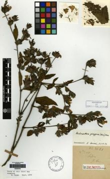 Type specimen at Edinburgh (E). Cavalerie, Pierre: 3621. Barcode: E00265785.