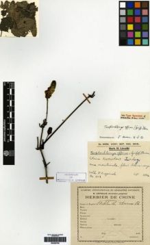 Type specimen at Edinburgh (E). Esquirol, Joseph: 219. Barcode: E00265790.