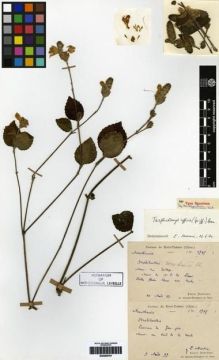 Type specimen at Edinburgh (E). Martin, Léon; Bodinier, Emile: 1765. Barcode: E00265791.