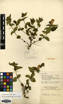Type specimen at Edinburgh (E). Forrest, George: 4553. Barcode: E00265792.