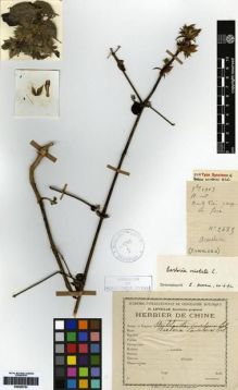Type specimen at Edinburgh (E). Cavalerie, Pierre: 2685. Barcode: E00265793.
