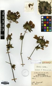 Type specimen at Edinburgh (E). Esquirol, Joseph: 887. Barcode: E00265794.