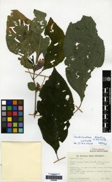 Type specimen at Edinburgh (E). Kingdon-Ward, Francis: 10942. Barcode: E00265800.