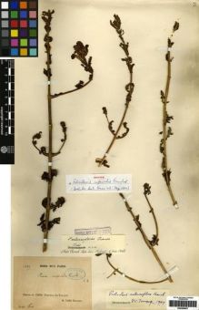 Type specimen at Edinburgh (E). Delavay, Pierre: 6899. Barcode: E00265807.