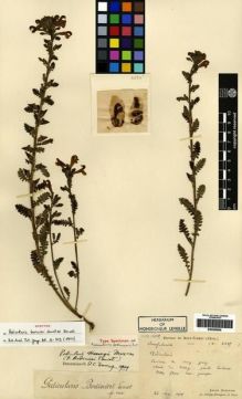 Type specimen at Edinburgh (E). Bodinier, Emile: 2285. Barcode: E00265809.