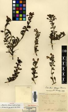 Type specimen at Edinburgh (E). Bodinier, Emile: 1601. Barcode: E00265810.
