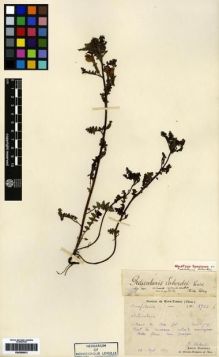 Type specimen at Edinburgh (E). Laborde, J.; Bodinier, Emile: 2724. Barcode: E00265813.