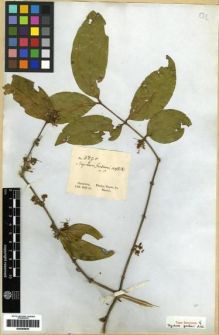 Type specimen at Edinburgh (E). Gardner, George: 3890. Barcode: E00265830.