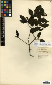 Type specimen at Edinburgh (E). Moore, Spencer Le Marchant: 569. Barcode: E00265832.