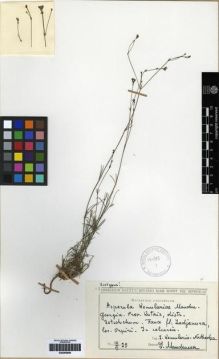 Type specimen at Edinburgh (E). Kemularia-Nathadze, L.M.: . Barcode: E00265856.